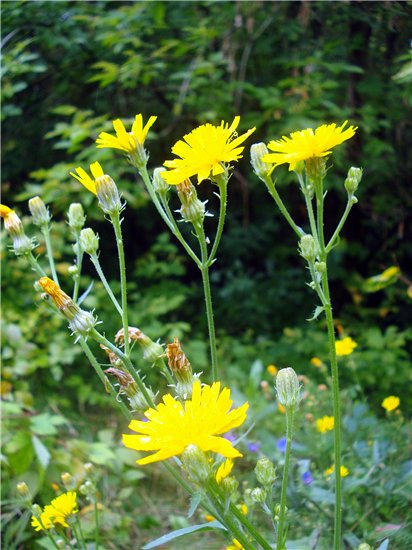 Триша. Лесное путешествие. 5STAR-DOLL, Tiny (фото 8)