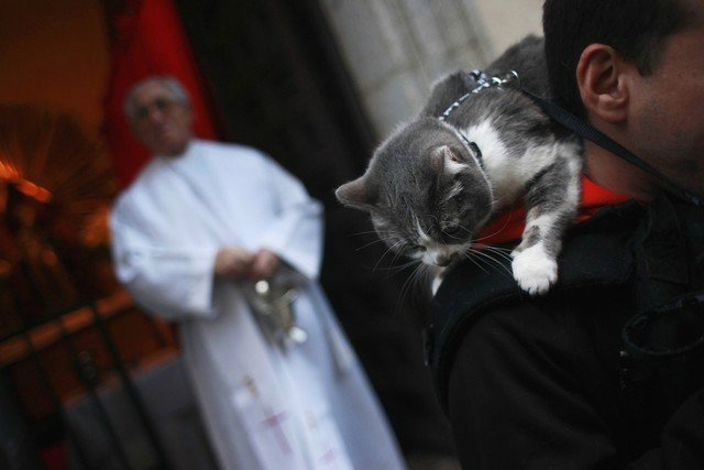 Мне вслед глядит душа кошачья... 4 октября - день памяти святого Франциска и Международный день животных