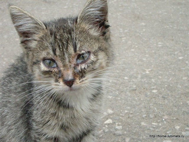 Мне вслед глядит душа кошачья... 4 октября - день памяти святого Франциска и Международный день животных