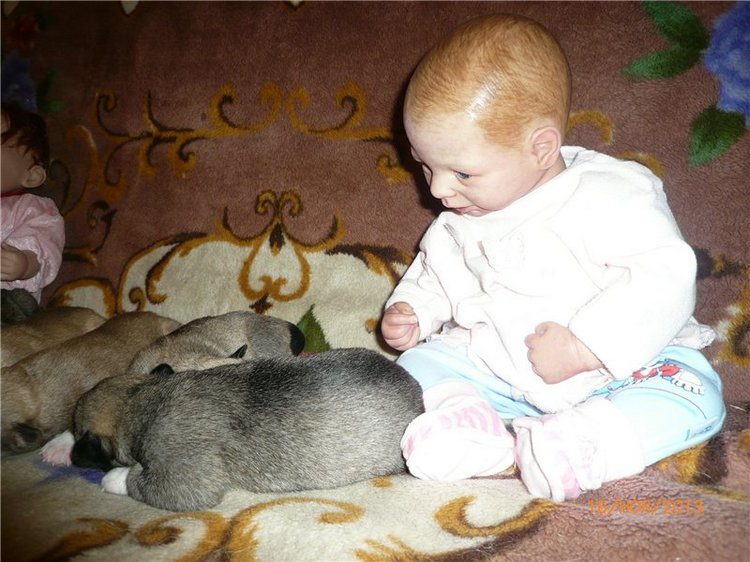 Куклы и собаки. Радость в нашем доме (фото 9)