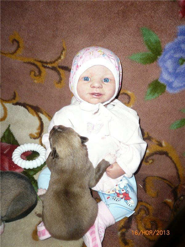 Куклы и собаки. Радость в нашем доме (фото 6)