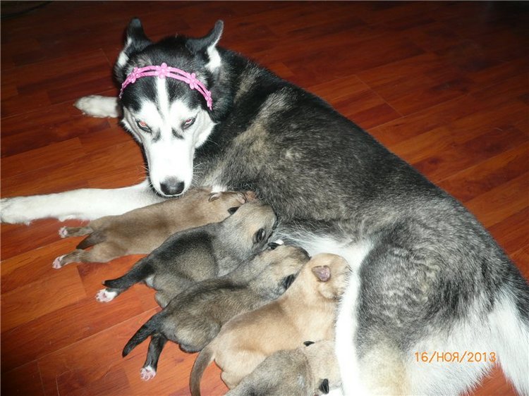 Куклы и собаки. Радость в нашем доме