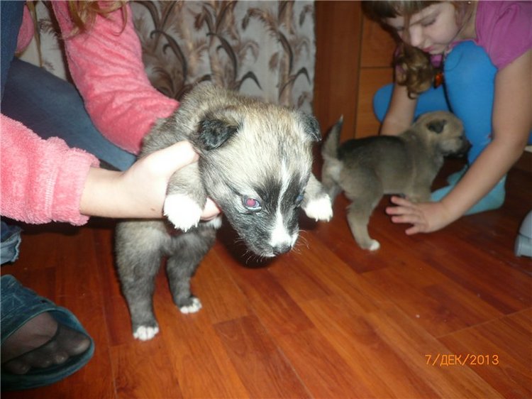 Куклы и собаки. Радость в нашем доме