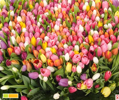 Дорогие девочки...с Праздником Весны,Счастья и Любви ...всех Вас (фото 6)