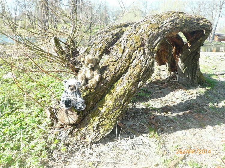 Про Мишку. Коллекционный Мишка Панда от Charlie Bears