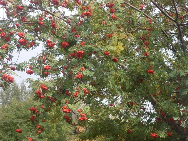 Моя подруга Осень. Коллекционная кукла (фото 10)