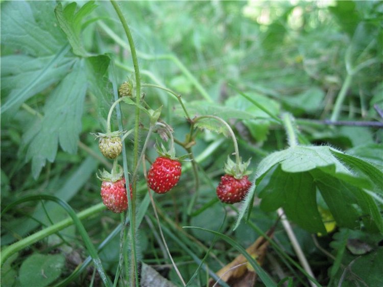 Лесная прогулка с куклой Готц (фото 4)