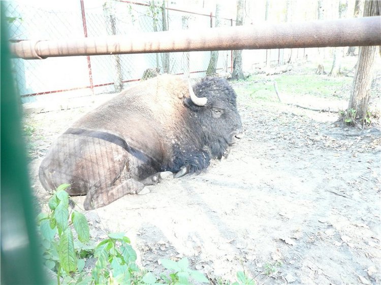 Давайте знакомиться! Мусенька - Realpuki Kaka Basic;)