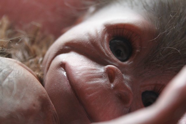 Обезьянка Bindi кукла реборн Элины Кудрявцевой