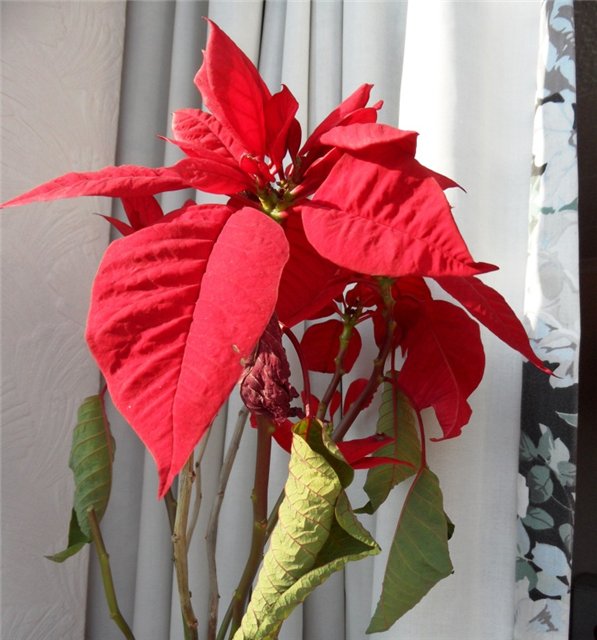 Люблю тебя, английская деревня (фото 6)