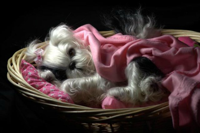 Маленький Ши-цу из молда "Принцесса"(мопс).Работа американского мастера (фото 9)