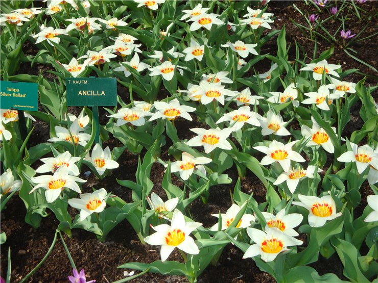 Парк цветов в Кеукенхоф (Keukenhof) в Нидерландах (Голландия)