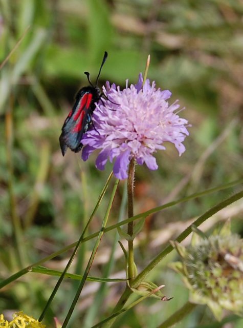 Путешествие по огромному миру! Ирис от E. Pfaffendorf и Тим от Susi Eimer