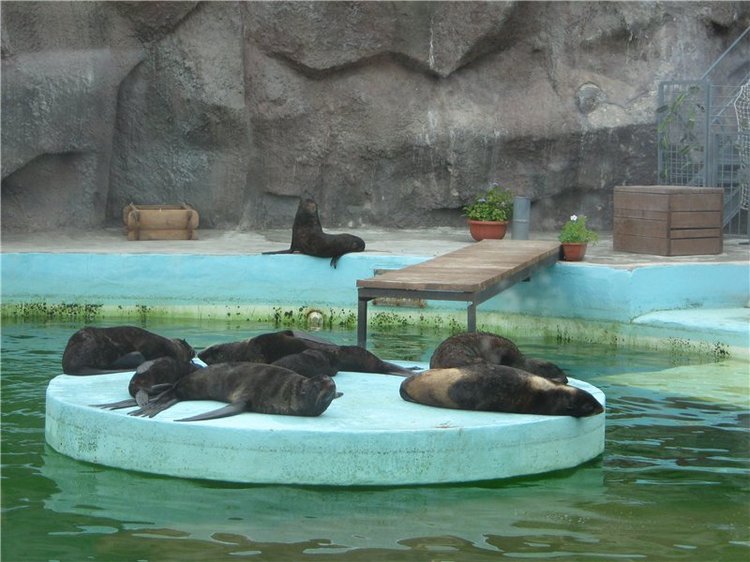 Пупсы Nines Artesanal D'Onil в Ижевском зоопарке (фото 7)