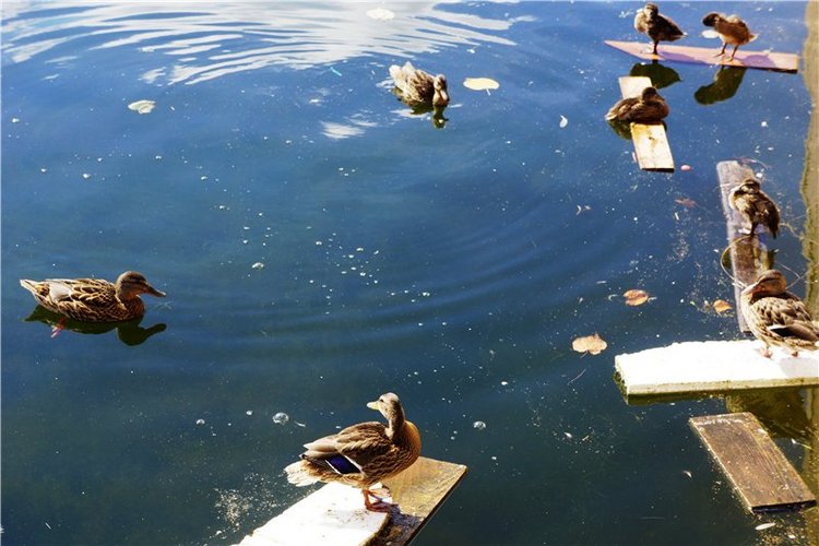 Слышу, как бьётся сердце улитки… (Марта от Connie Lowe в Петергофе) (фото 3)