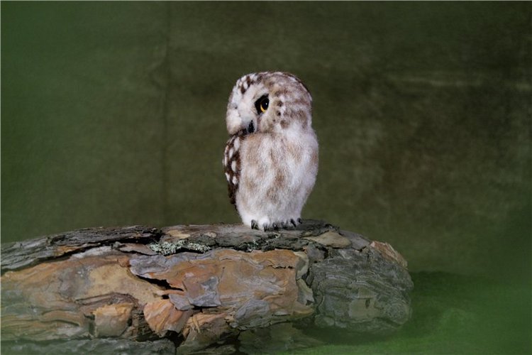 Таисия. Валяние из шерсти (фото 3)