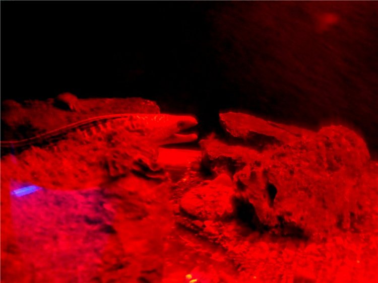 Лето. Солнце. Море. Всё смешалось - звери, куклы. Часть2 | Бэйбики Лето. Солнце. Море. Всё смешалось - звери, куклы. Часть2