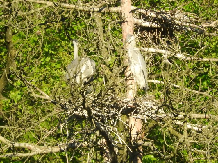 Любителям птиц. Серая цапля Словении
