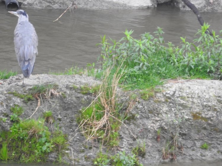 Любителям птиц. Серая цапля Словении