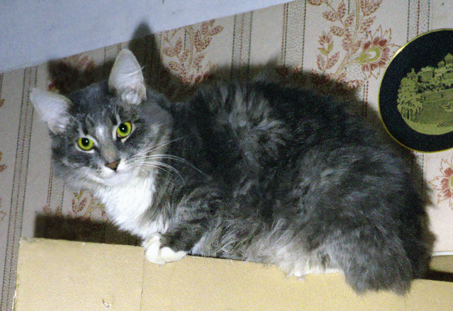 История одного хвостика — В мире животных: смешные фото питомцев и зверей (фото 5)