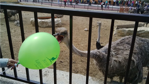 Тинка в экопарке — Куклы и тела Obitsu (Обитсу): 1/6 (фото 2)