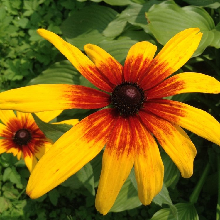 "И носило меня, как осенний листок... "