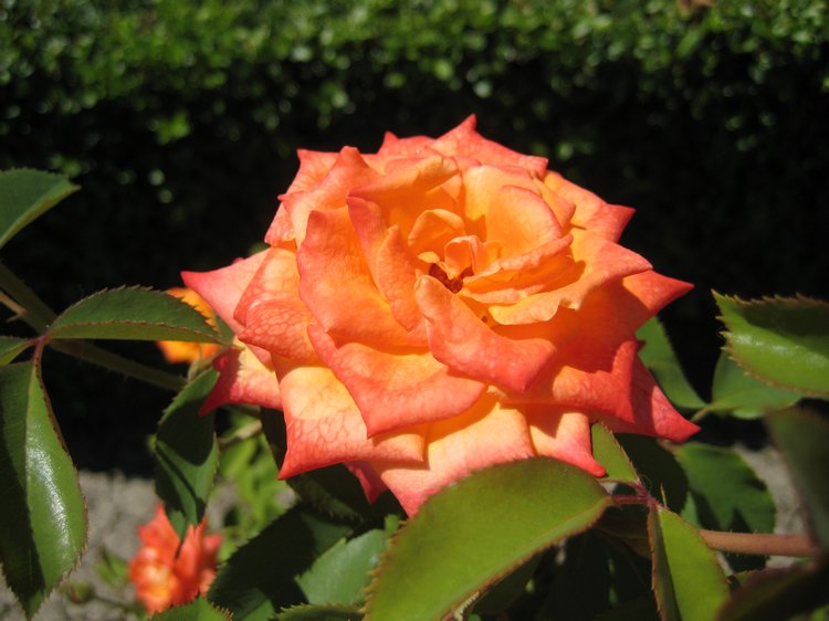 Вот такая вот Болгария — Туризм и путешествия: фотоотчеты из поездок