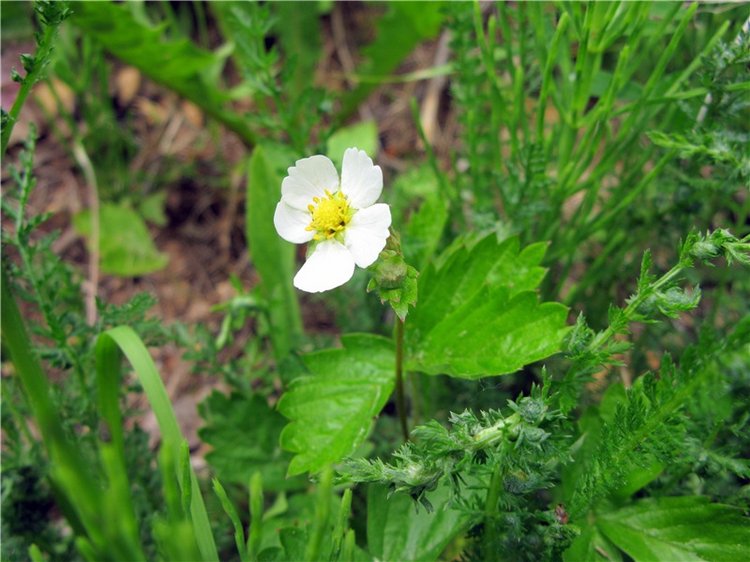 Тверской Водопад — Туризм и путешествия: фотоотчеты из поездок (фото 8)