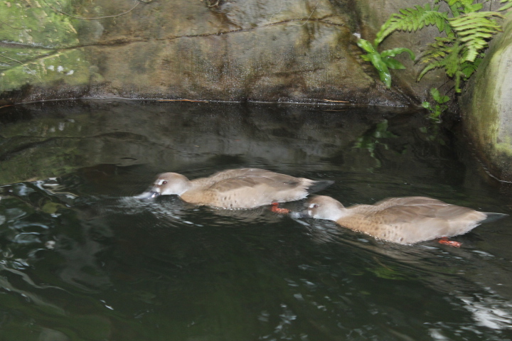 По Германии: зоопарк Лейпцига, часть 2