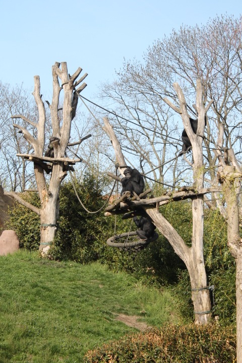 По Германии: зоопарк Лейпцига, часть 1