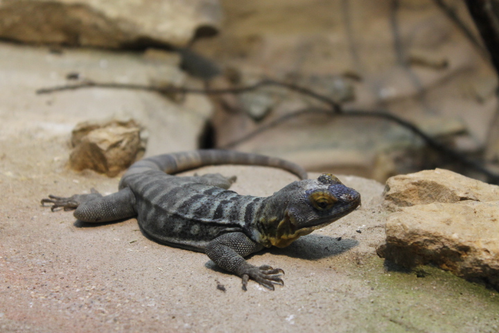 По Германии: зоопарк Лейпцига, часть 1