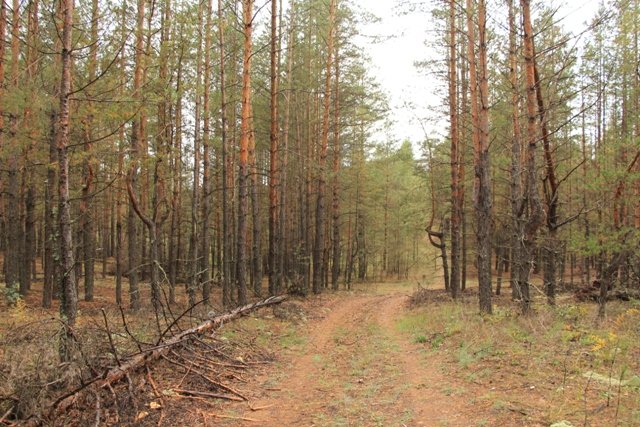По грибы. Бузулукский бор