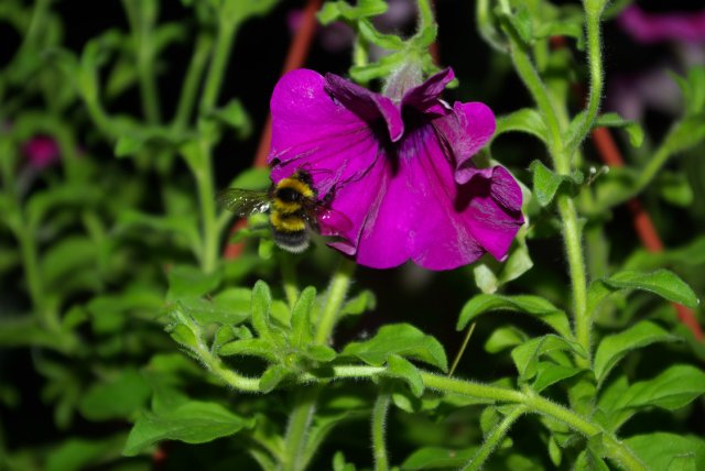 Маленькое приключение в саду цветов. Connie Lowe (фото 10)