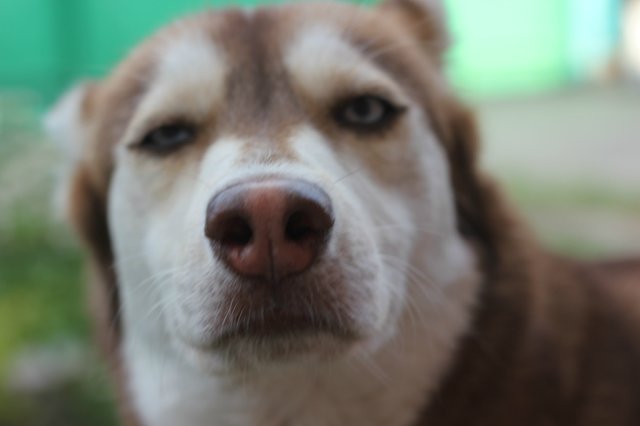 Вязаный подиум от Smorodinы для кукол Gotz