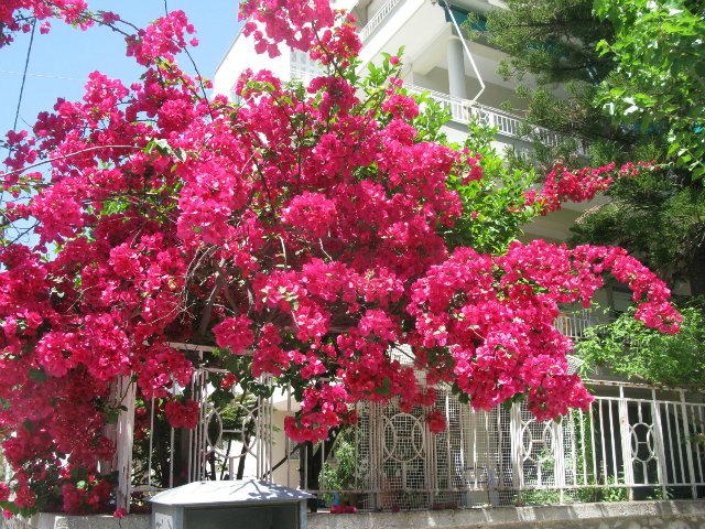 Кусочки моей Греции — Болталка и разговоры обо всем: жизнь (фото 10)