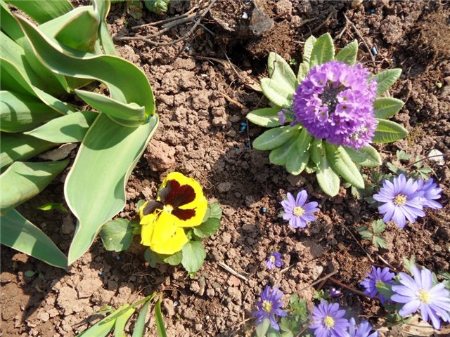 Люблю тебя, английская деревня (фото 5)