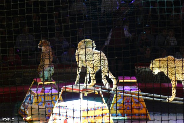 Вот так чудеса или как Ариэль в Большой Московский Цирк ходила. PukiFee Ante Ариэтти, PukiFee Bonnie Ариэль