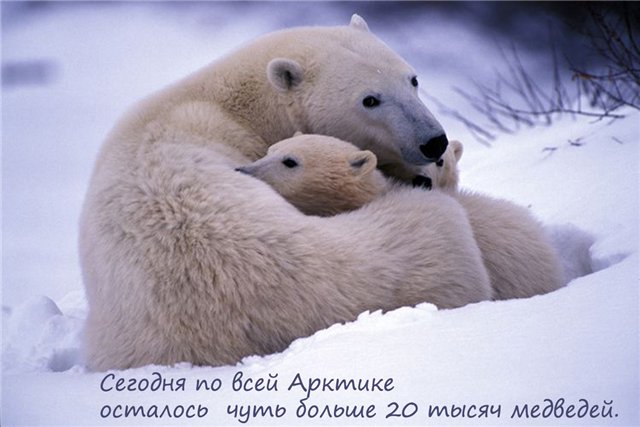 Если ты любишь животных, оставь их дикими... Мия и Кука встали на защиту животных (фото 4)