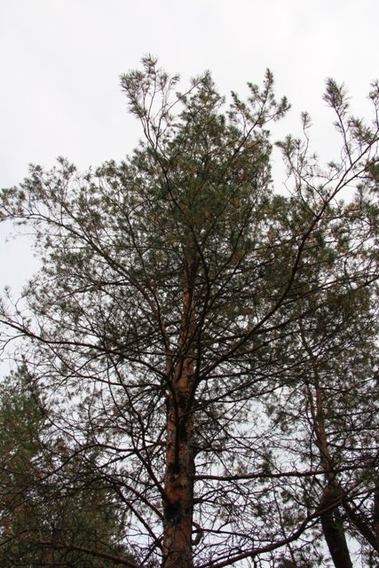 По грибы. Бузулукский бор (фото 2)