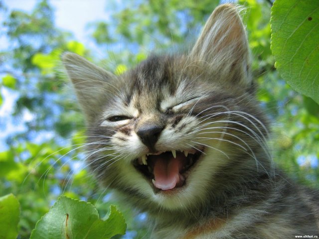 День дурака или день смеха! Вы готовы шутить и смеяться