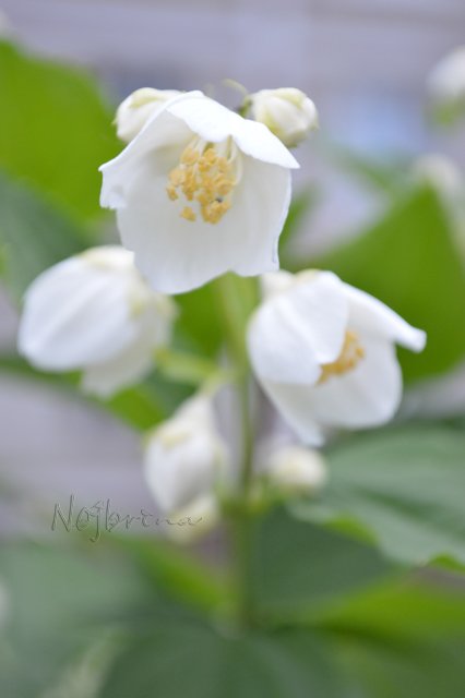 Самый маленький гном. Вихтель Rosemarie Anna Muller (фото 8)