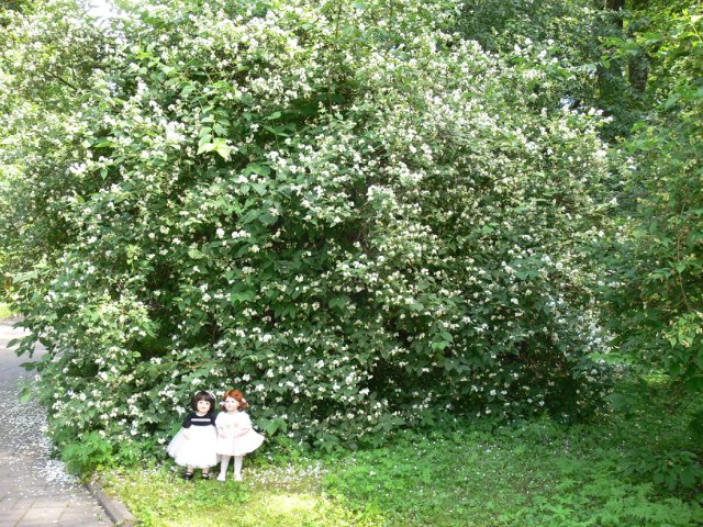 Прогулка в Ботаническом саду Санкт Петербурга. Часть 1. Пионарий | Бэйбики Прогулка в Ботаническом саду Санкт Петербурга. Часть 1. Пионарий (фото 9)