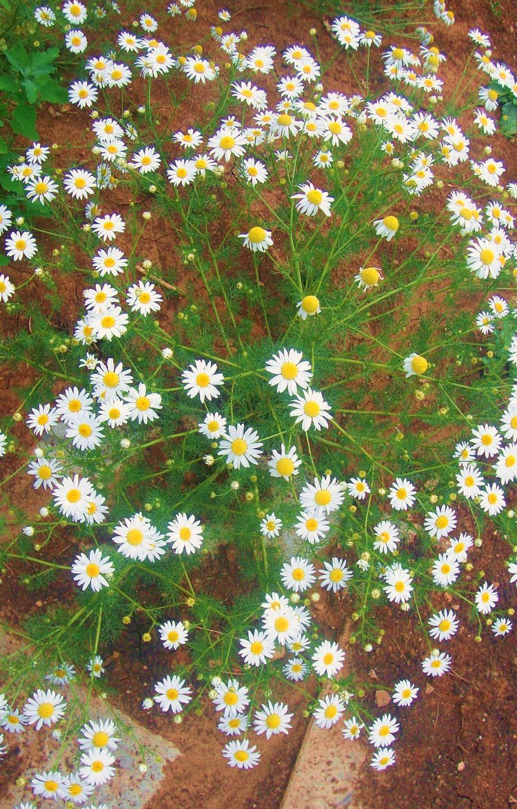 Ах, лето красное! Антикварная кукла Верочка (фото 4)