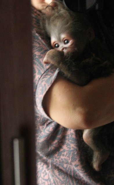 Обезьянка Bindi кукла реборн Элины Кудрявцевой