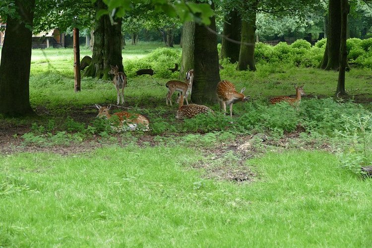 Hirschpark Hamburg. Олений парк. ВИДЕО