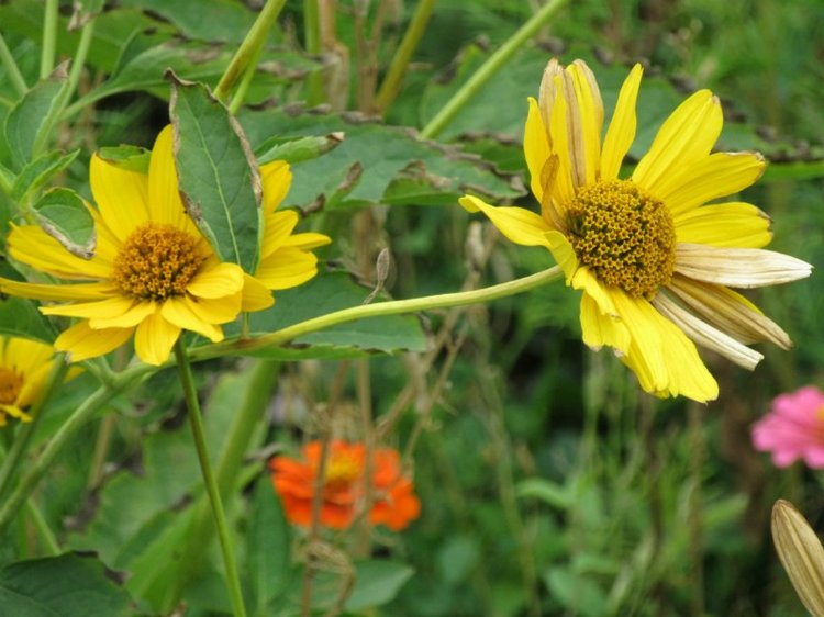 Комбинезон из куска льняной ткани для Хелены