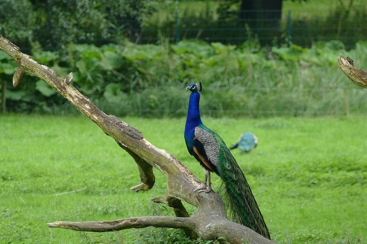 Hirschpark Hamburg. Олений парк. ВИДЕО