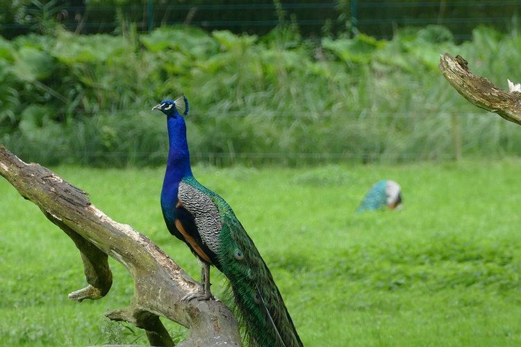 Hirschpark Hamburg. Олений парк. ВИДЕО