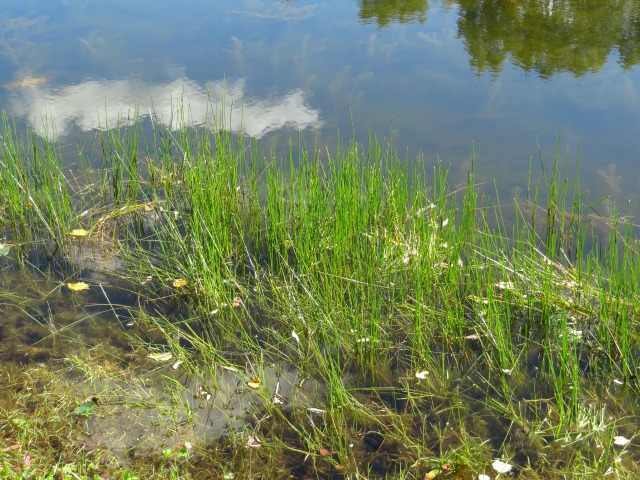 Красота вокруг нас ~ Jasmine Gotz ~ (фото 2)
