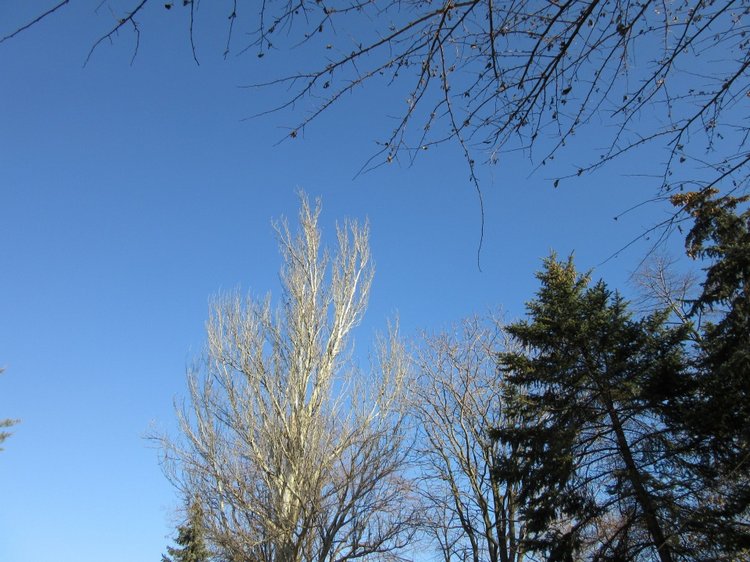 Утренняя прогулка в парке Горького с Соломоном и Анхен, или О сложностях гуляния с собакой и куклой одновременно